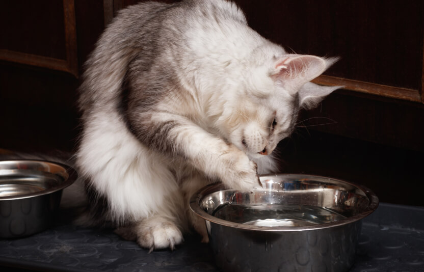 кошка дома, лежит спокойно, рядом — миска с водой и пустая миска для еды